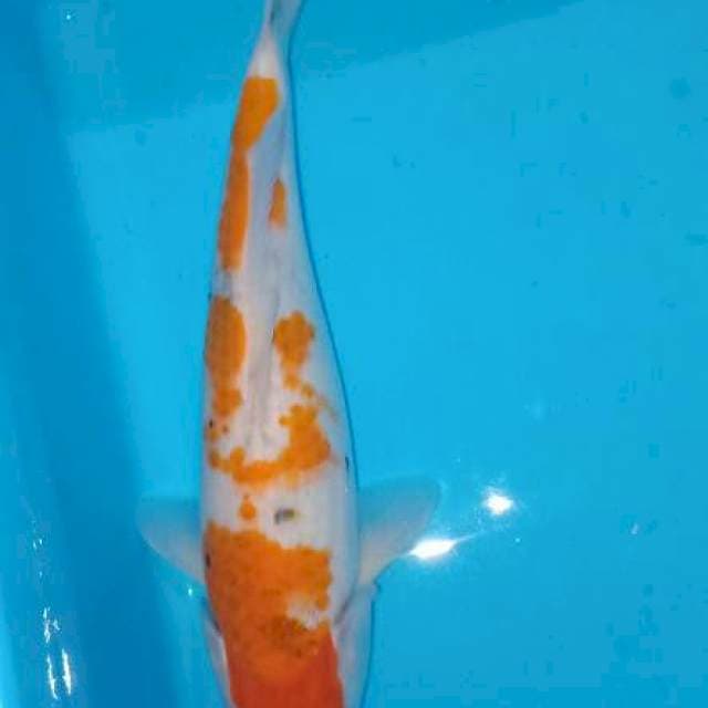 Kohaku