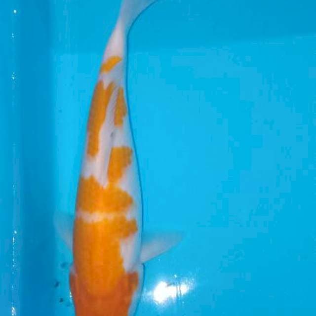 Kohaku