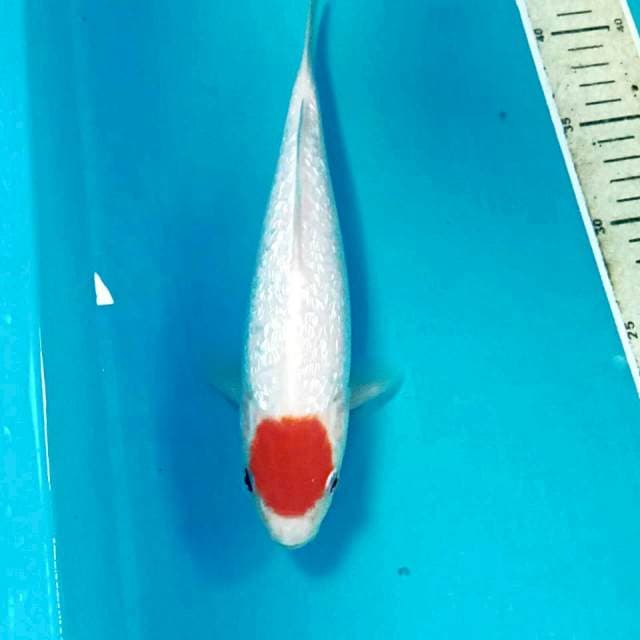 Tancho Kohaku Ginrin, 24 cm