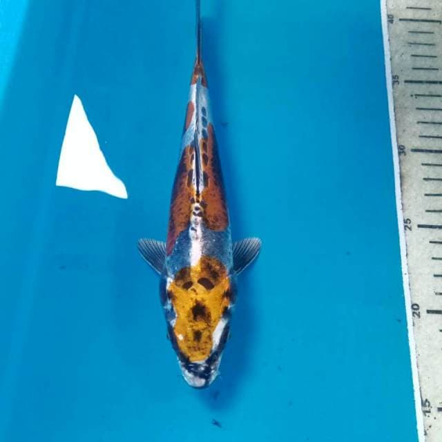 Kikokuryu, 23 cm