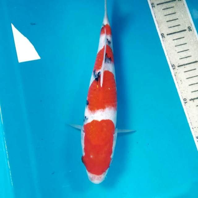 Sanke, 25 cm