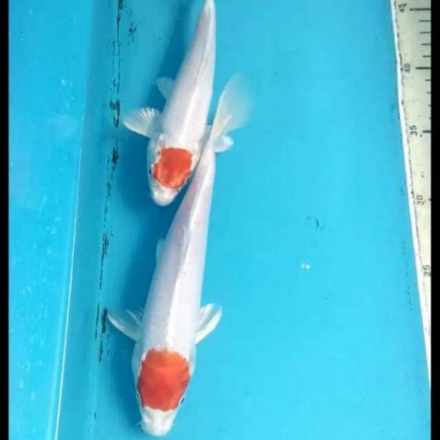 Tancho Hikari 20-23cm