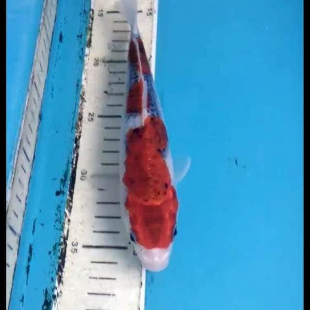 Goshiki 23cm