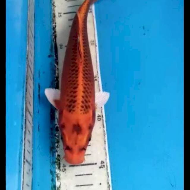 Kin Matsuba 25cm