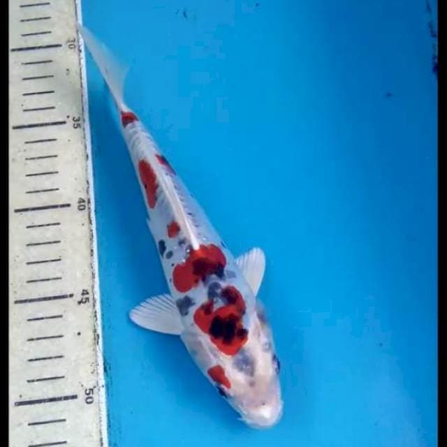 Hesenishiki 22cm