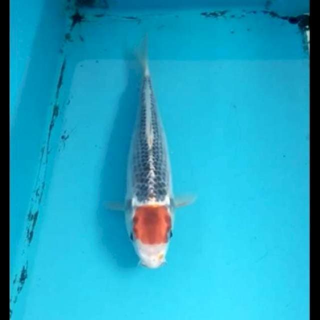 Tancho Goshiki 20cm