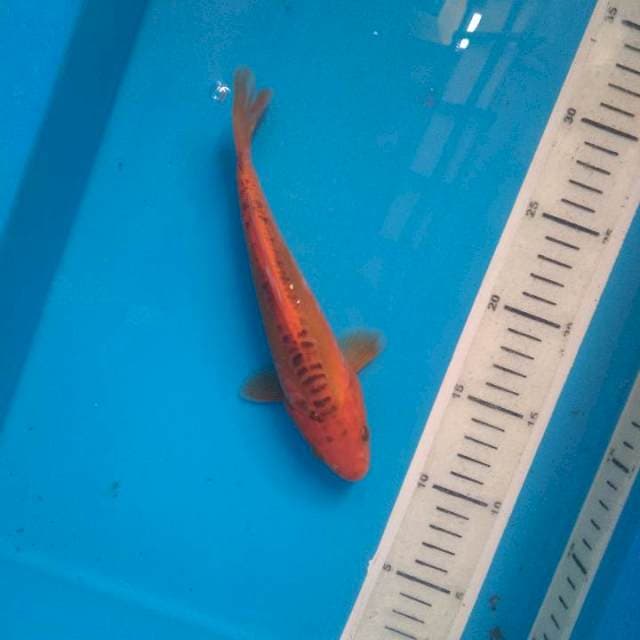Mizuho 20cm