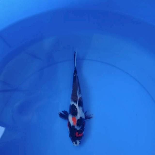Showa black