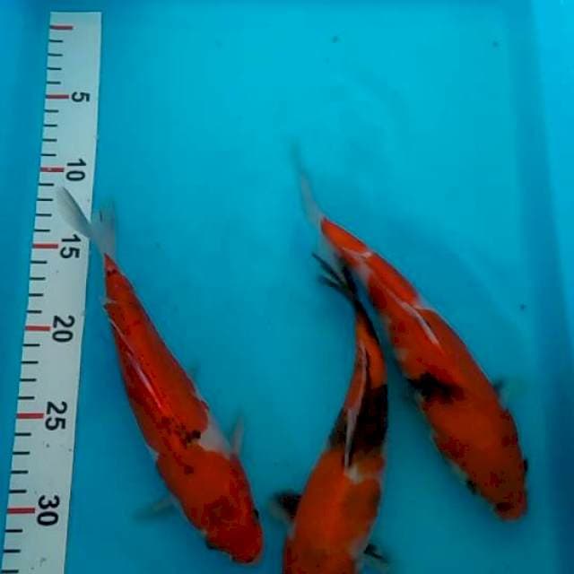 3 ekor showa ( 1 sisik gajah )
