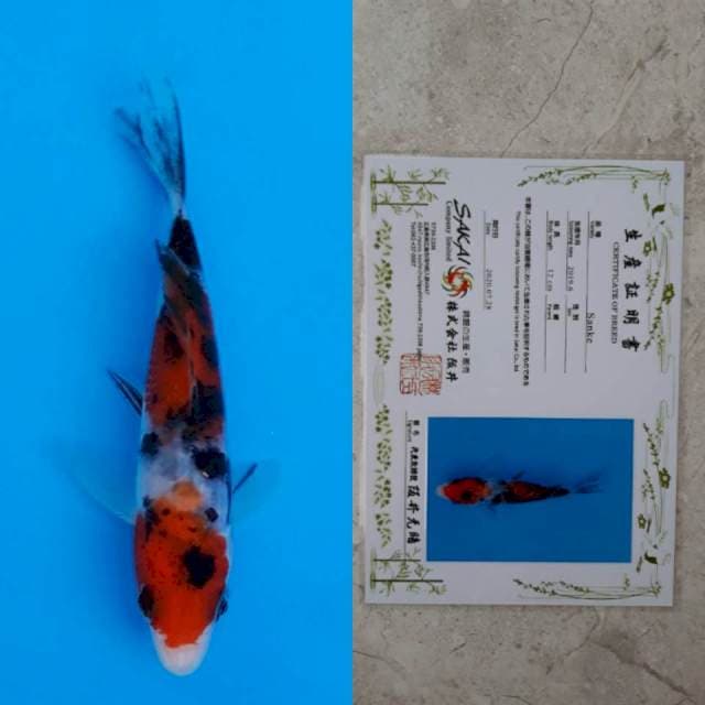 Sakai sanke 13cm serti
