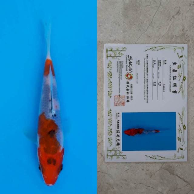 Sakai sanke 13cm serti