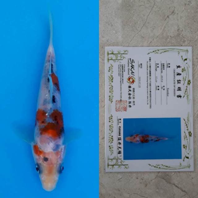 Sakai sanke 13cm serti