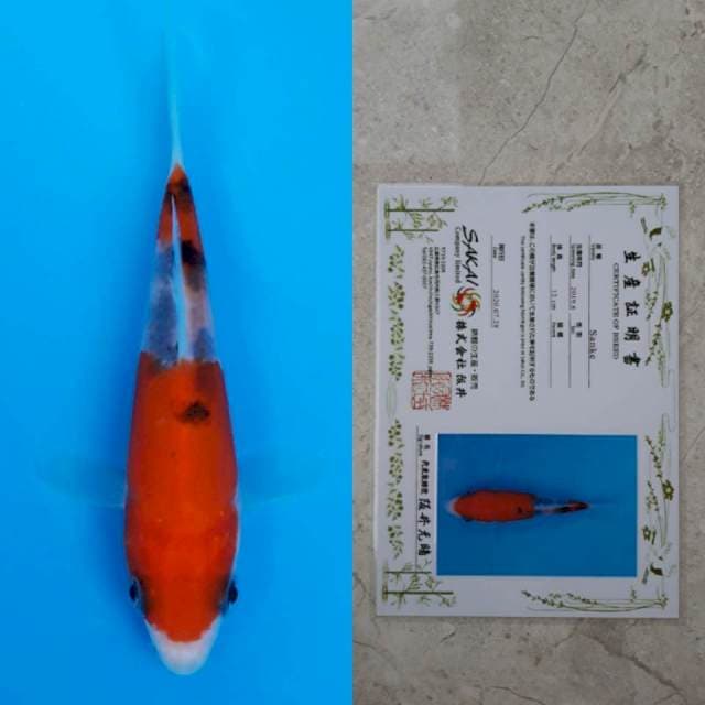 Sakai sanke 13cm serti