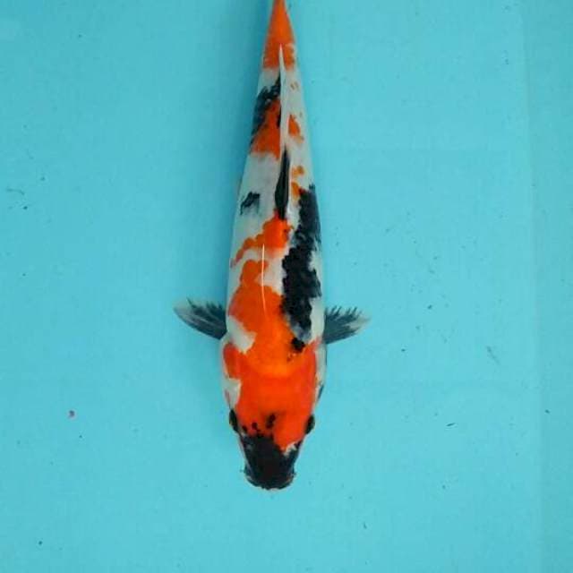 Kindai showa 26cm