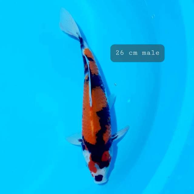 Showa 26 cm male