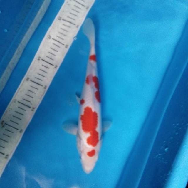 Kohaku