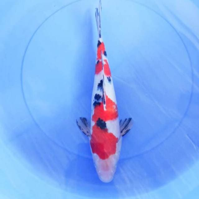 sanke 34cm