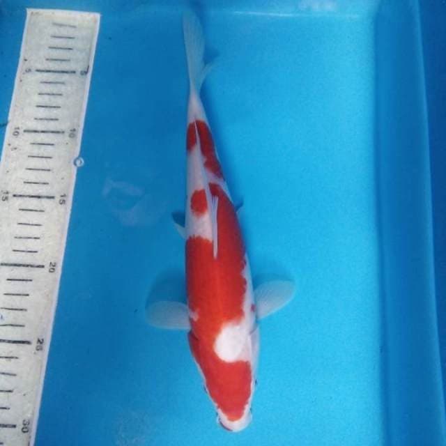Kohaku