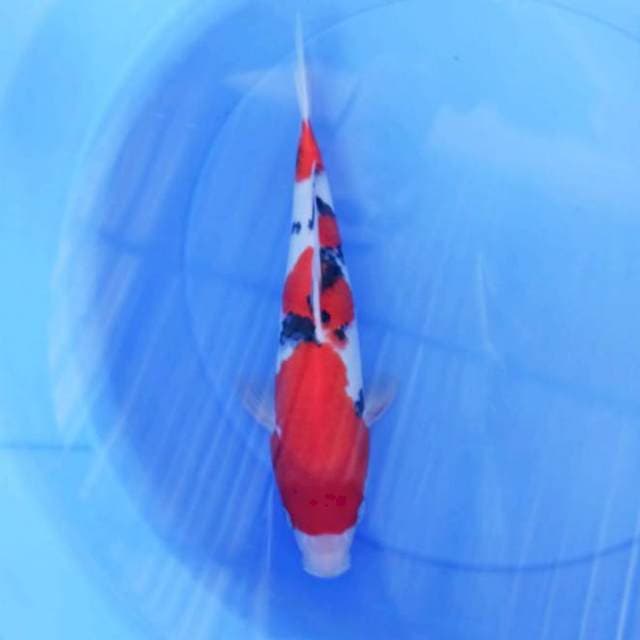 Sanke 30cm