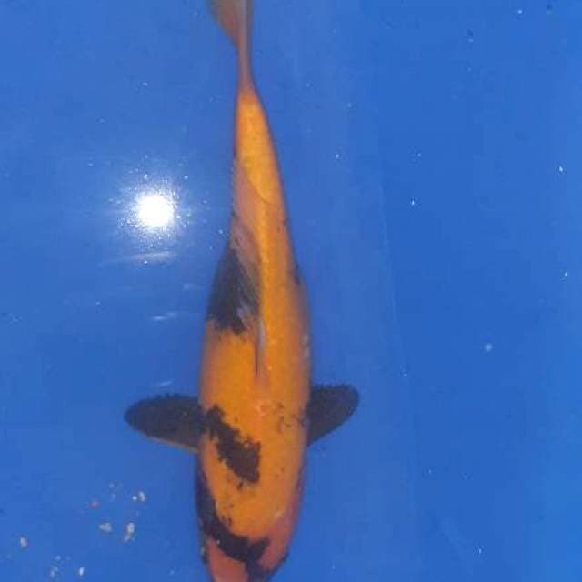 Hi utsuri bodi hulk 35cm
