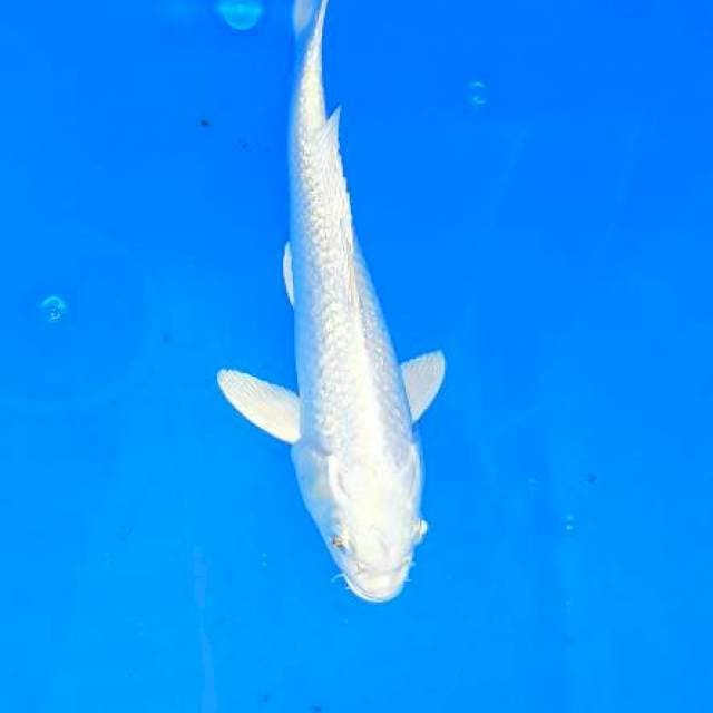 Platinum putih mutiara