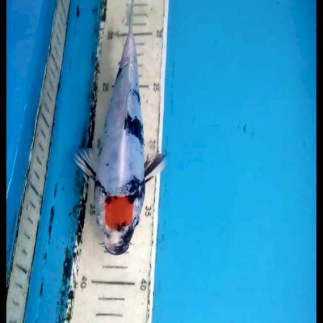 Doitsu Kin Showa 20cm