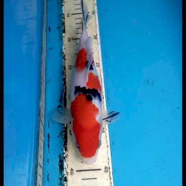 Sanke 22cm