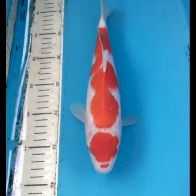 Maruten Kohaku 30cm