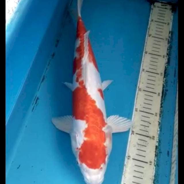 Kikushui 45cm
