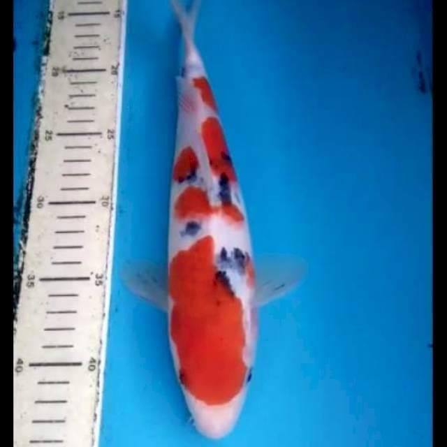 Sanke 30cm