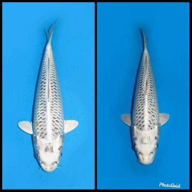 25&28cm , Paket Gin Matsuba