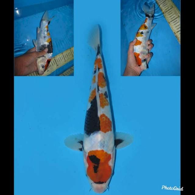 26cm - Tategoi Tosai - Showa 5 Step