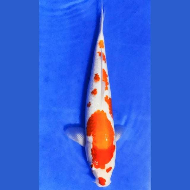 Kohaku size 37 cm motif bagus mantep!!