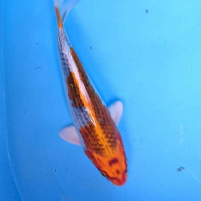 KUJAKU