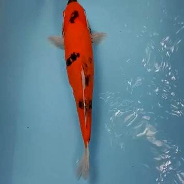 Hi showa doit 42 cm jozzzz
