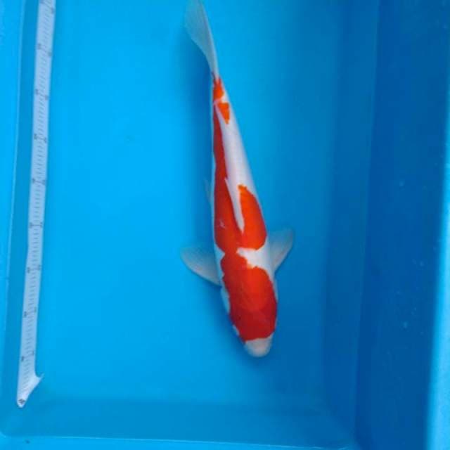 Jumbo F1 Kohaku Doitsu Shinoda