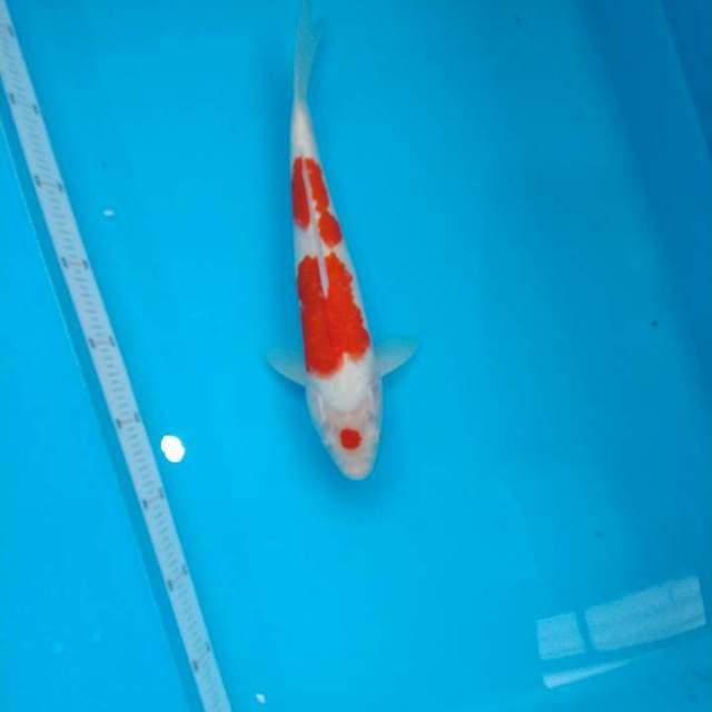 100% original Maruten Kohaku