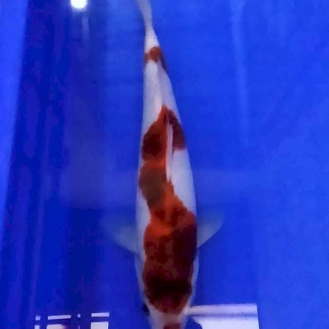 Original 27 cm