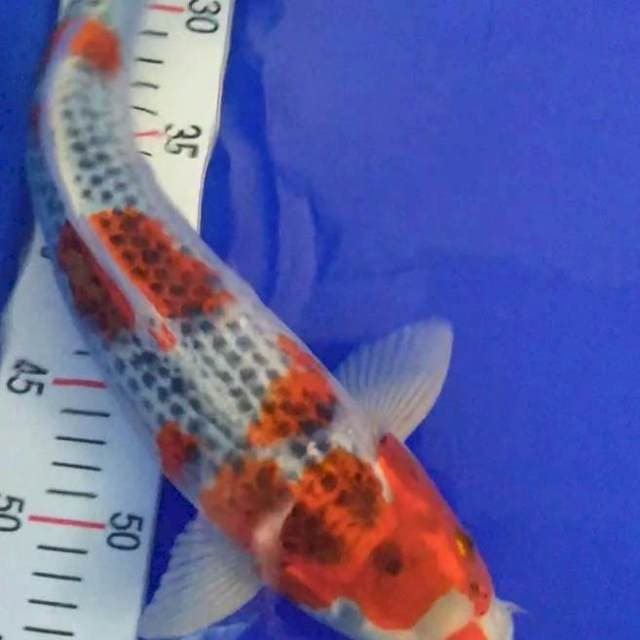 Gosiki 38cm