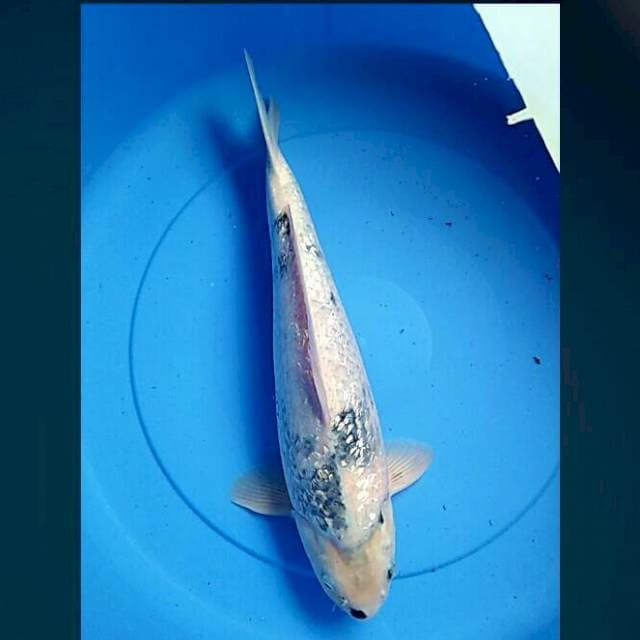 Shiro tatte ginrin 42cm male