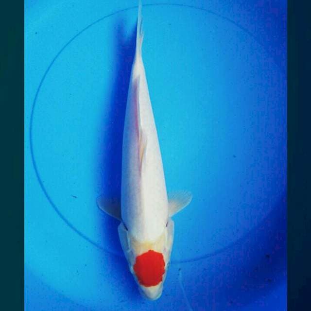 Tancho kohaku 37cm
