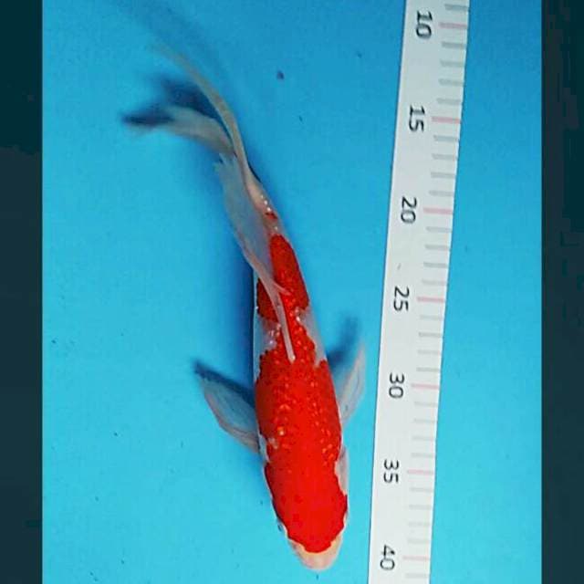 Kumpay kohaku ginrin