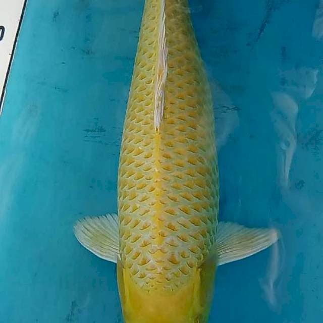 Yamabuki ogon