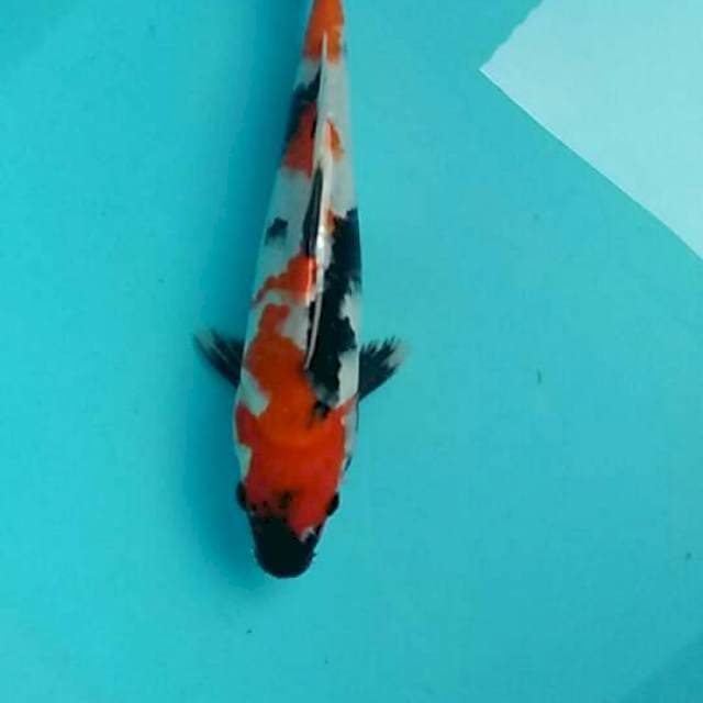 Kindai showa 26cm