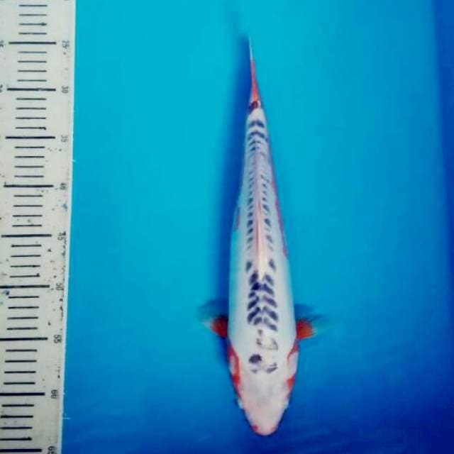 Hana shusui 40cm