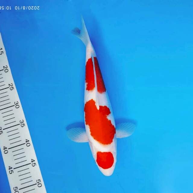 DOJO 1 ~ MARUTEN KOHAKU ™