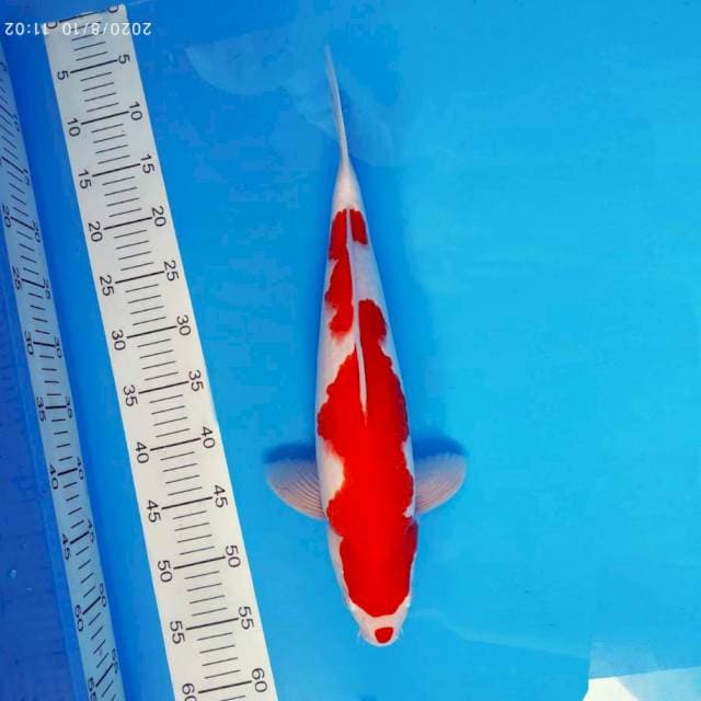 DOJO 4 ~ KOHAKU ™