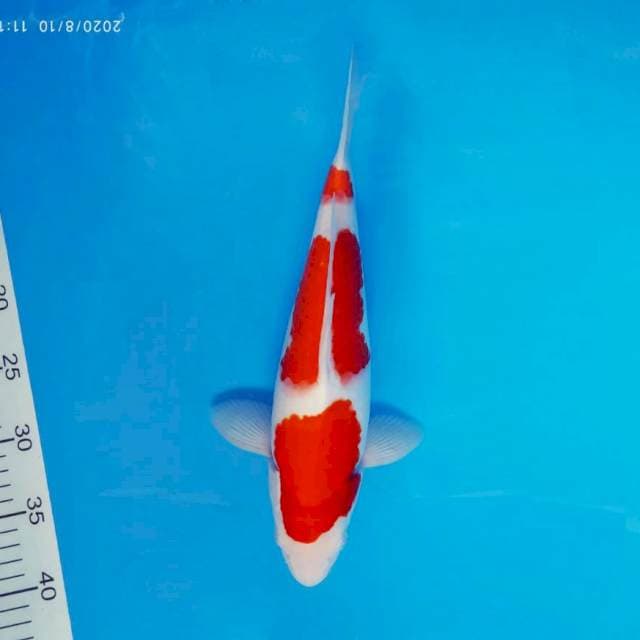 DOJO 6 ~ KOHAKU ™