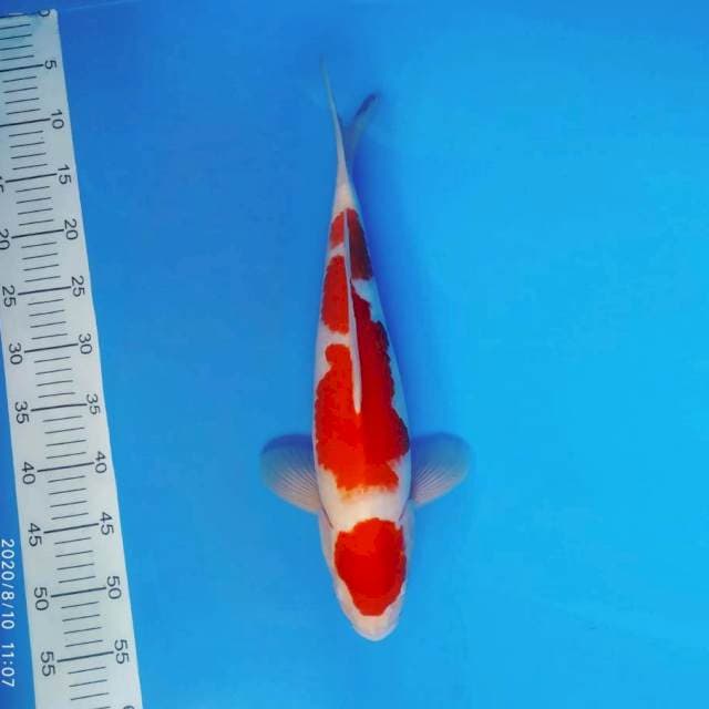DOJO 9 ~ KOHAKU ™