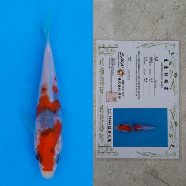 Sakai sanke 13cm serti